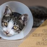 Cat Neutering