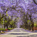 purchase a jacaranda tree