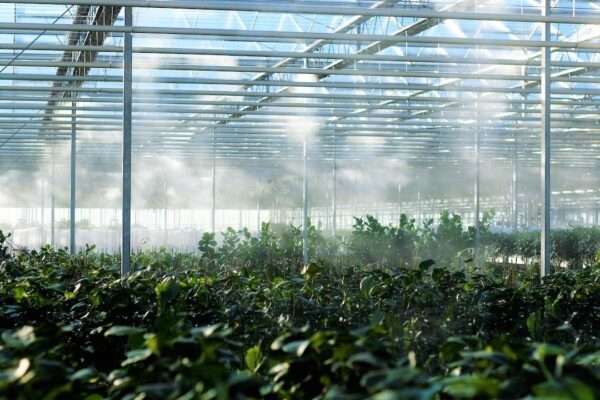 Commercial Greenhouse