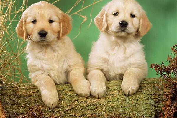 golden retrivers for sale