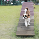 shock collars for small dogs