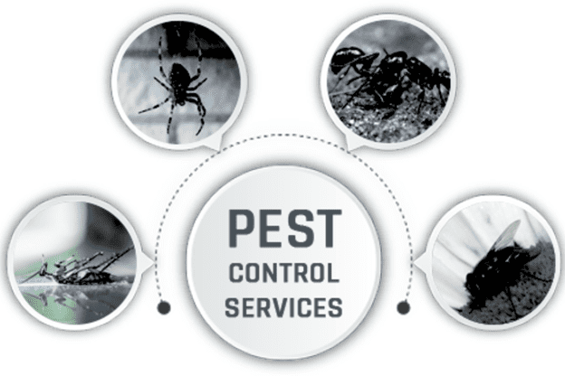 Pest control in rajasthan