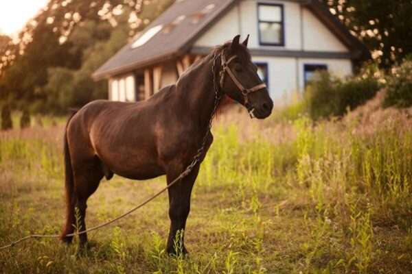 joint supplements for horses