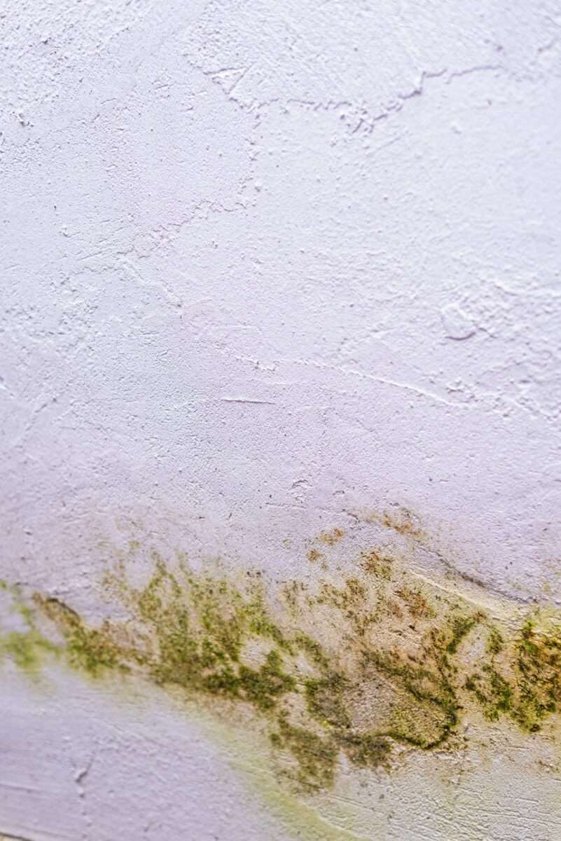 mold and mildew