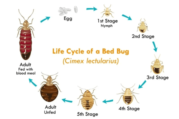 bed bugs