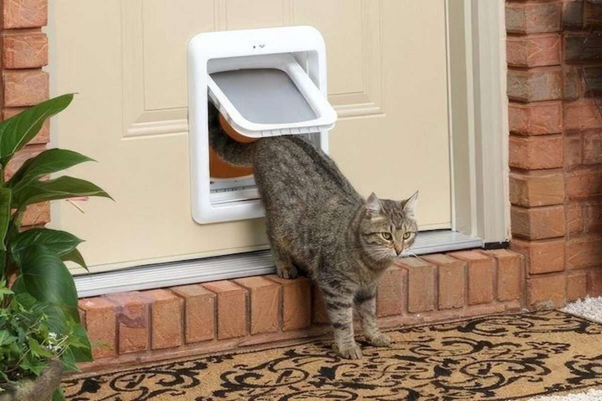 cat flap