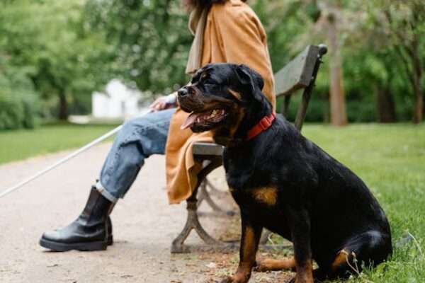 rottweilers puppies