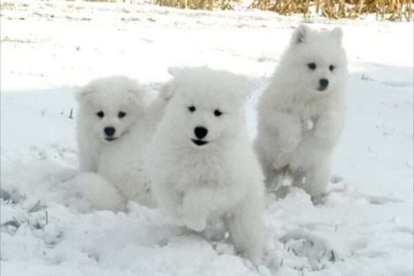 samoyed puppy