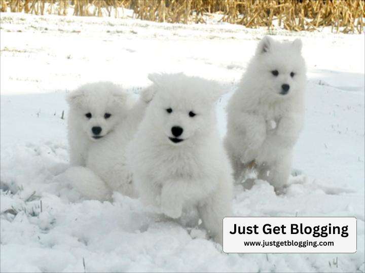 samoyed puppy