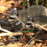 raccoon removal