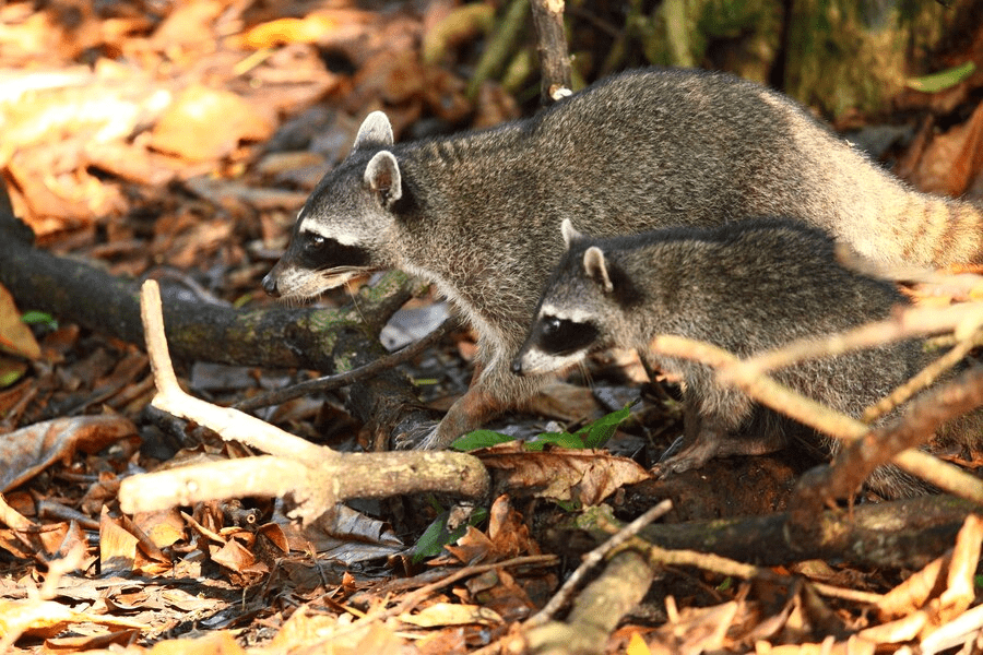 raccoon removal