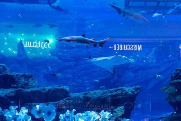 dubai mall aquarium