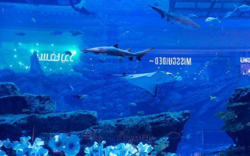 dubai mall aquarium