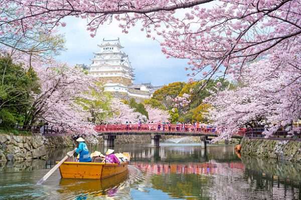 cherry blossom in japan