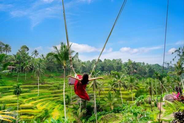 rice terraces